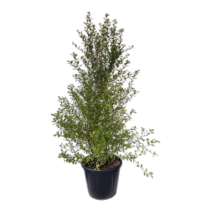 30L Black Matipo - Pittosporum tenuifolium Wrinkle Blue