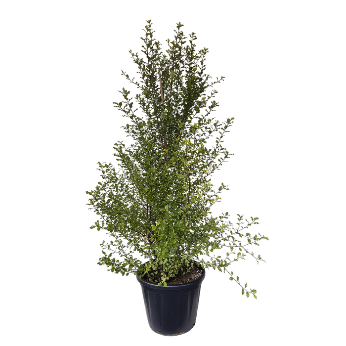 30L Black Matipo - Pittosporum tenuifolium Wrinkle Blue