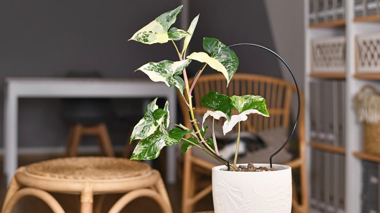 Plant in a white pot.