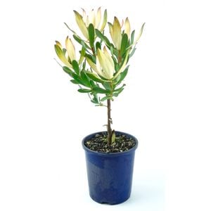 150mm Leucadendron Senorita - Leucadendron salignum