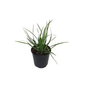 1.9L Chilean Iris - Libertia Formosa