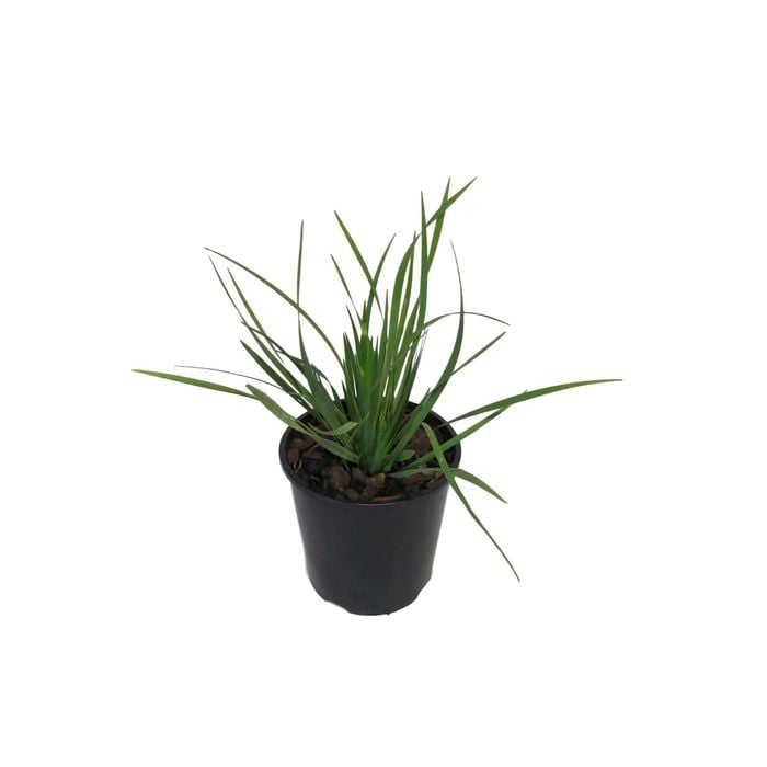 1.9L Chilean Iris - Libertia Formosa