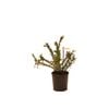 140mm Grevillea Rosys Baby - Grevillea rosmarinifolia