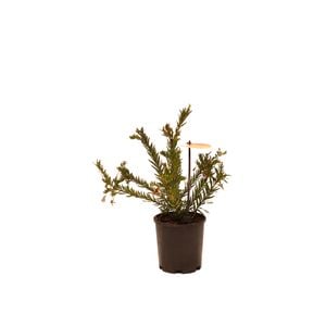 140mm Grevillea Rosys Baby - Grevillea rosmarinifolia