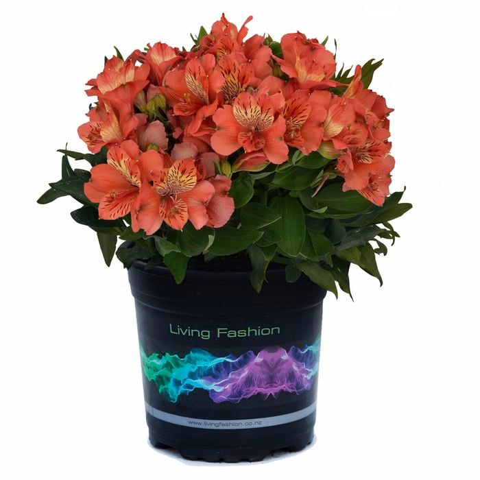 2.5L Alstroemeria Inca Reef - Peruvian Lily
