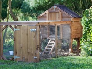 DIY Advice Image - What to consider for your very own chicken coop . G Drive blob storage upload.