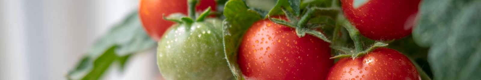 Header image of the Floriana page