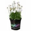 2.5L Dreameria Dream Clouds - Armeria pseudarmeria