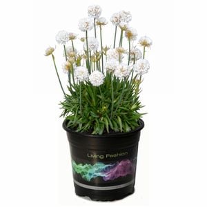 2.5L Dreameria Dream Clouds - Armeria pseudarmeria