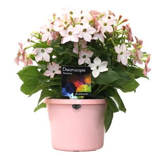 170mm Nicotiana Appleblossom - Nicotiana x alata