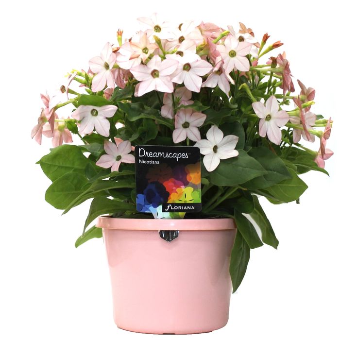 170mm Nicotiana Appleblossom - Nicotiana x alata