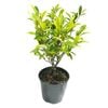2L Port-Wine Magnolia - Michelia figo