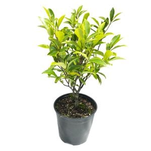 2L Port-Wine Magnolia - Michelia figo