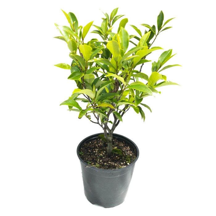2L Port-Wine Magnolia - Michelia figo