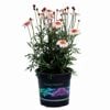 2.5L Marguerite Daisy - Argyranthemum frutescens