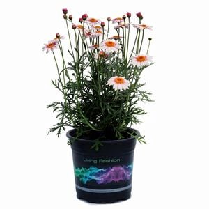 2.5L Marguerite Daisy - Argyranthemum frutescens
