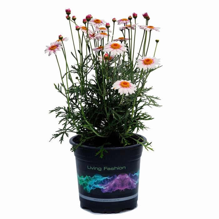 2.5L Marguerite Daisy - Argyranthemum frutescens