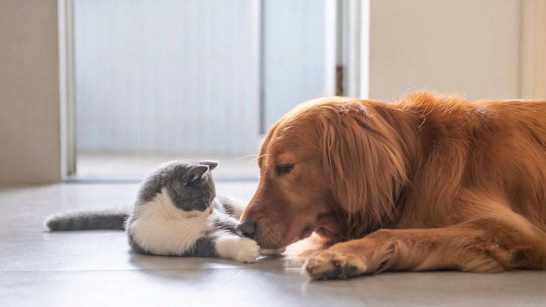 a dog and a cat