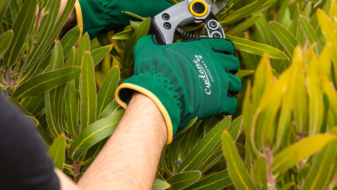 A person with secateurs trimming a plant
