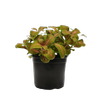 90mm Nerve Plant - Fittonia 