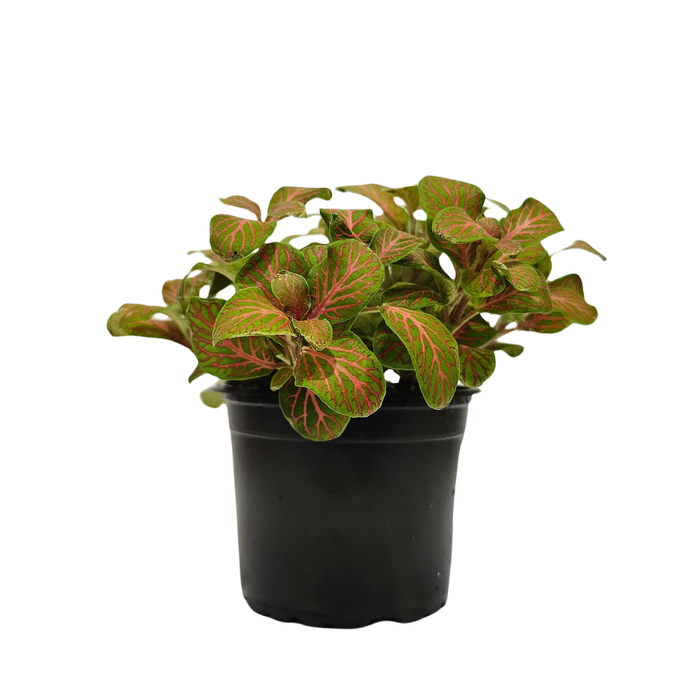 90mm Nerve Plant - Fittonia 