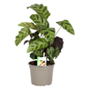 140mm Prayer Plant - Calathea Greenstar