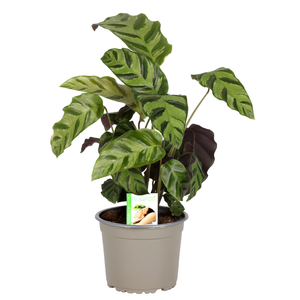 140mm Prayer Plant - Calathea Greenstar