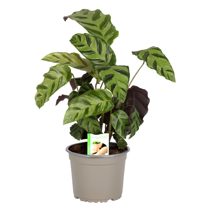 140mm Prayer Plant - Calathea Greenstar