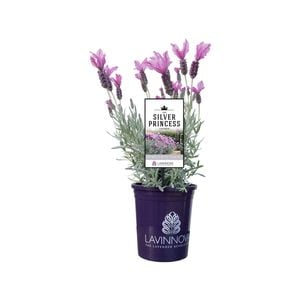 140mm Lavender LAVINNOVA® The Silver Princess - Lavandula hybrid