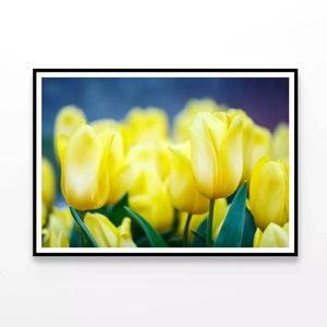 Flowers Known As Lady Tulips   Print 100% Australian Made 90x60cm  (Poster)