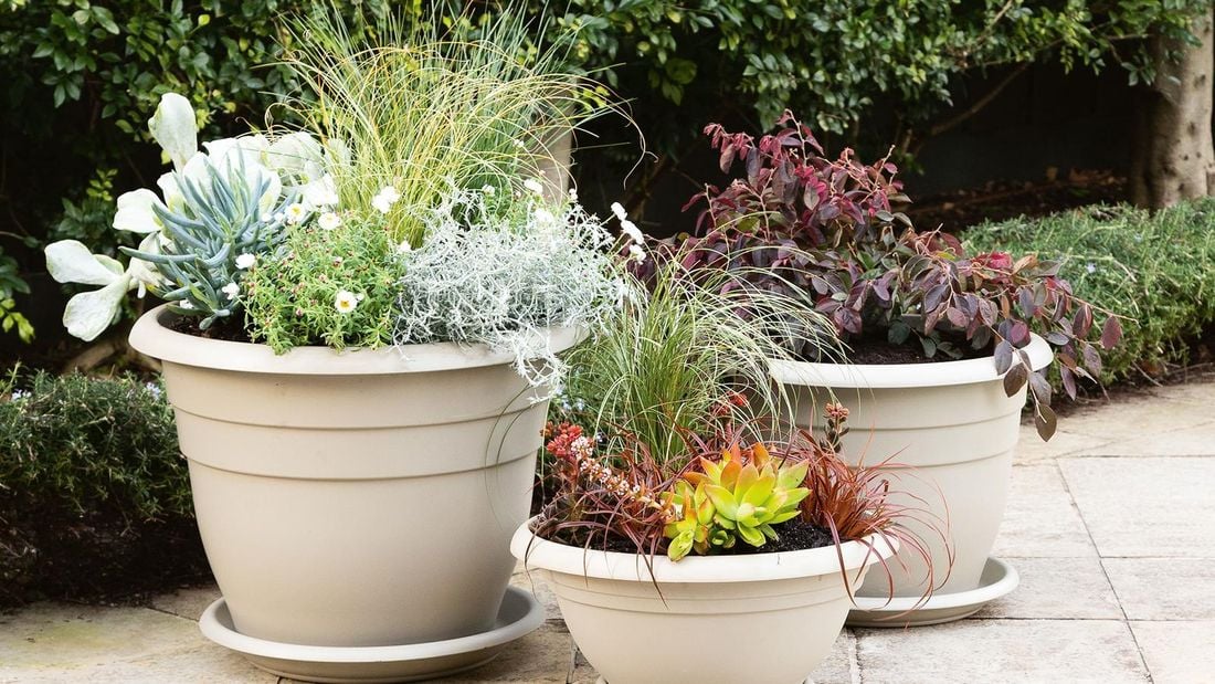 mixture of foliage plants in beige pots