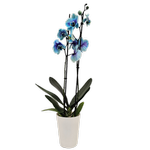 120mm Watercolour Blue Lagoon Double Stem Orchid - Phalaenopsis