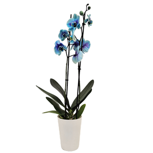 120mm Watercolour Blue Lagoon Double Stem Orchid - Phalaenopsis