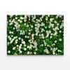 Wild White Daisies Meadow  Print 100% Australian Made 120 x 90cm  (Stretched)