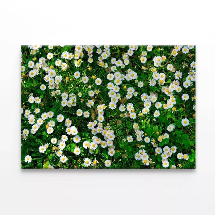 Wild White Daisies Meadow  Print 100% Australian Made 120 x 90cm  (Stretched)