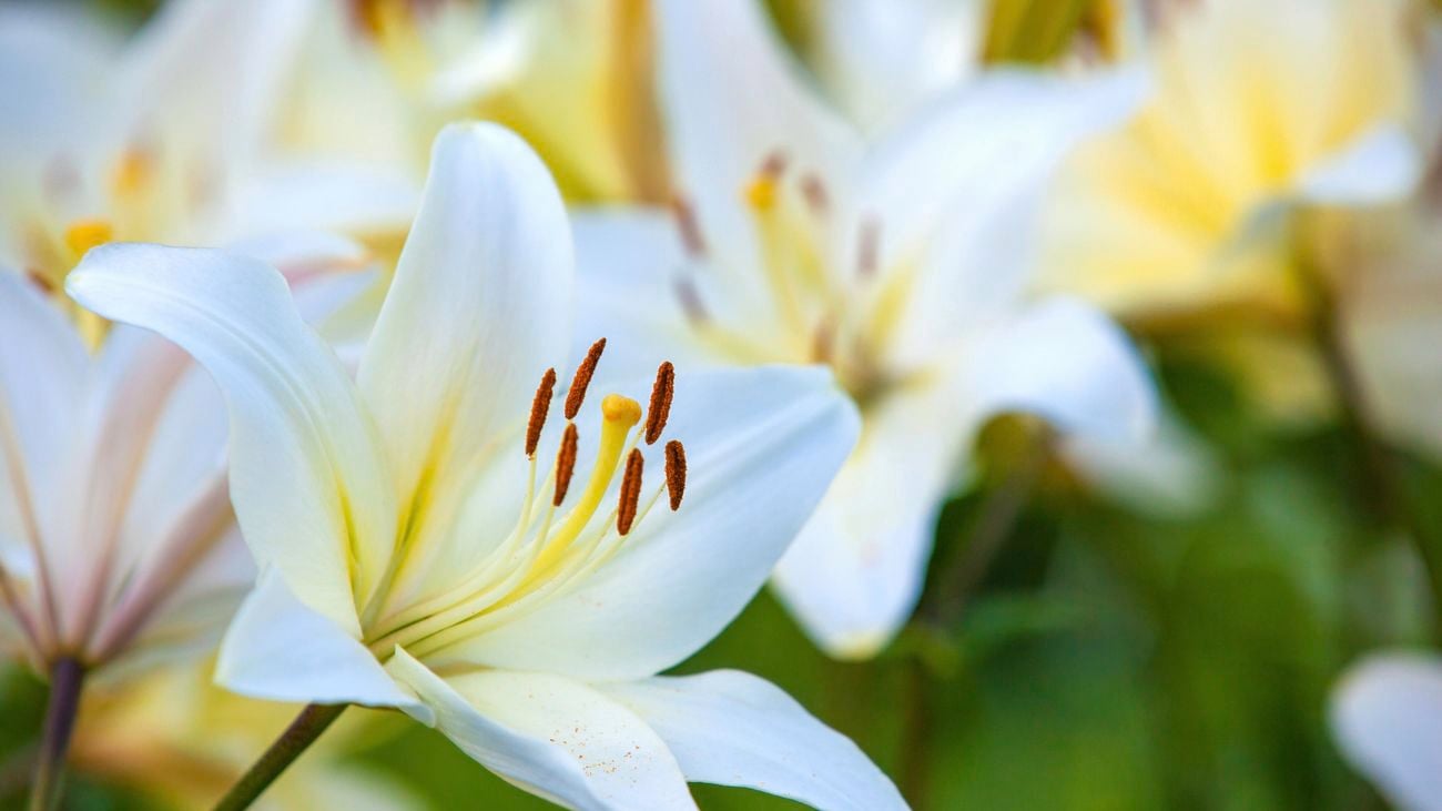 Lilies close up.