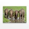 Elephants Peacefully Grazing  Print 100% Australian Made 150 x 100cm  (Stretched)