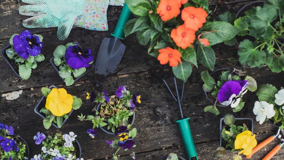 A range of colourful flowering plants in pots with gardening tools