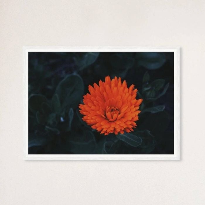 Galrie Kabloom Bright Red Flower Fine Art Photography Print for Home Decor, White Frame, A4 21 x 30cm (8 x 12inch)