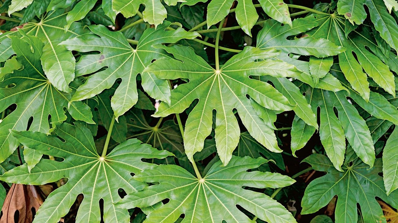 Close up image of the green leaves of the Japanese aralaia plant.
