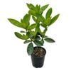 3.3L Vireya Java Rose - Vireya