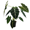 230mm Alocasia Frydek - Alocasia micholitziana