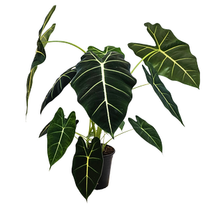 230mm Alocasia Frydek - Alocasia micholitziana