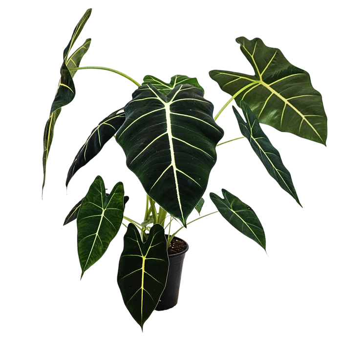 230mm Alocasia Frydek - Alocasia micholitziana