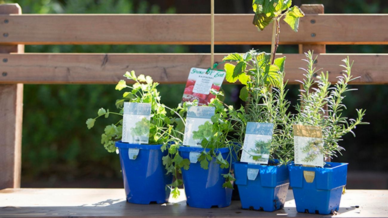 Potted herbs including thyme and coriander.