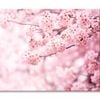 Cherry Blossom In Full Bloom View  Print 100% Australian Made 75 x 50cm  (Stretched)