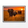 Elephants Walking at Sunset  Print 100% Australian Made 90x60cm  (Poster)