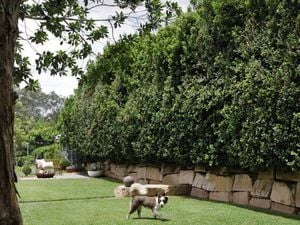 Dog playing in grassed area with large hedges in the background.