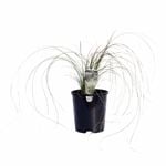 140mm Carex Frosted Curls - Carex albula Frosted Curls