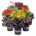 1.5L Coral Bells - Heuchera cultivars